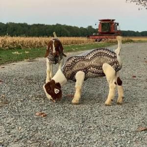 Meet your Posher, Brenda